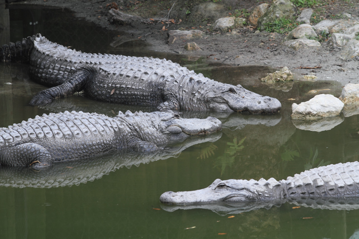 An airboat tour of the Everglades.